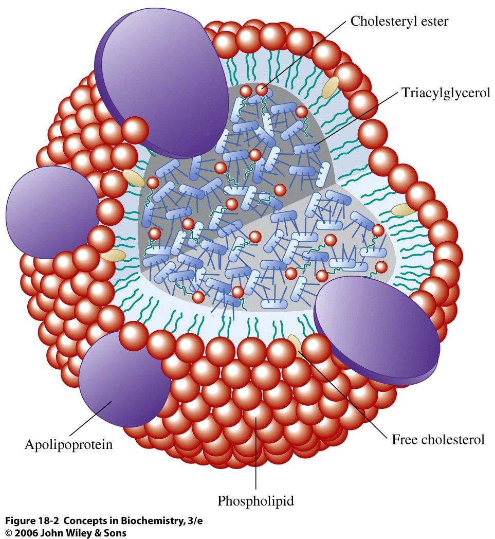 transported in blood or lymph as free molecules These lipids assemble with phospholipids and apoproteins (apolipoproteins) to form spherical particles called lipoproteins with: Hydrophobic cores: