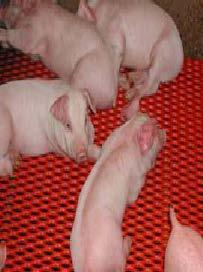 Growth performance of young pigs Pre-starter phase: 21-35 d of age Starter phase: 36-50 d of age Diet ADG g/day/pig Gain : Feed Phase 1 Phase 2 Overall Phase 1 Phase 2 Overall
