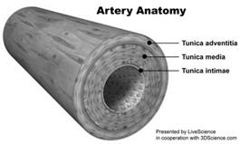 Artery Anatomy Atherosclerotic Plaque http://www.nhlbi.