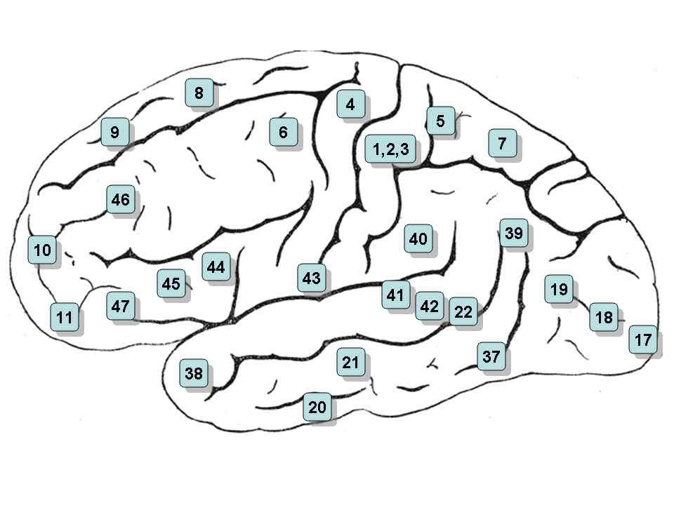 the cerebral cortex into 52 distinct regions from