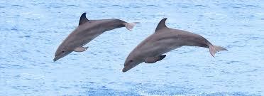 CLASSIFICATION The classification is a dolphin is even though they live in the ocean all of the time, dolphins are mammals, not fish. Like every mammal, dolphins are warm blooded.