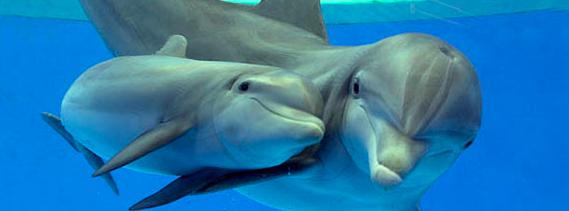 CONCLUSION FACTS ABOUT THE DOLPHIN Inclusion, these dolphins don t just have one classification and can live in multiply places all over the world.