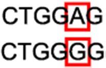 Single Nucleotide Polymorphism (SNP) SNP is a variation in a single nucleotide that occurs at a specific position in the genome and exchanges a single nucleotide for another Transitions: replacement