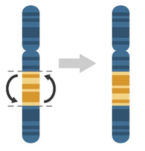 Inversion An inversion is a chromosome rearrangement in which a segment of a chromosome