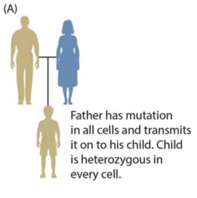 Hereditary mutations (inherited mutations) Hereditary mutations are inherited from a parent and are present throughout a person s life in virtually every cell in