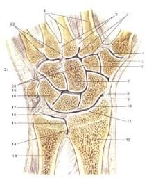 the wrist and hand Dorsal = posterior aspect of the wrist and hand The Wrist