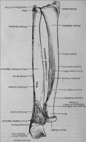 Osteology: Carpals Osteology of the Wrist
