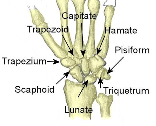 epicondyle of humerus Lateral epicondyle of