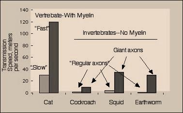 Lab 4 velocity, these axons are relatively slow compared to the cat s myelinated axons (See also Table 4-1 for comparison of axon diameter between these species).