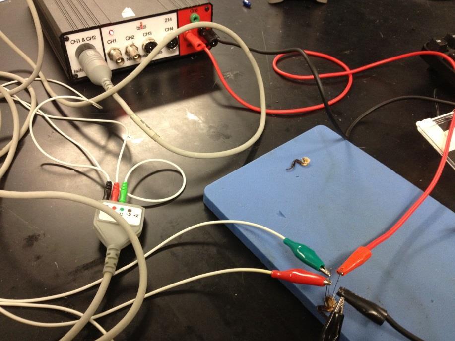 Lab 4 8. (See picture and diagram on following page) There are two leads (wires) coming from the stimulator box.