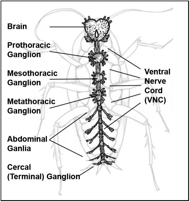 Electrical Properties of the Cockroach Leg Preparation From backyard brains: Cockroach Anatomy and Senses (http://www.backyardbrains.