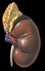 and/or marked increase in venous pressure leading to kidney congestion.