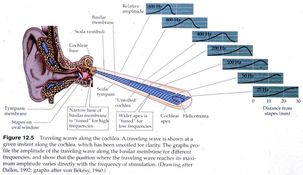 Thus the basilar membrane is tonotopically organized As pressure waves in