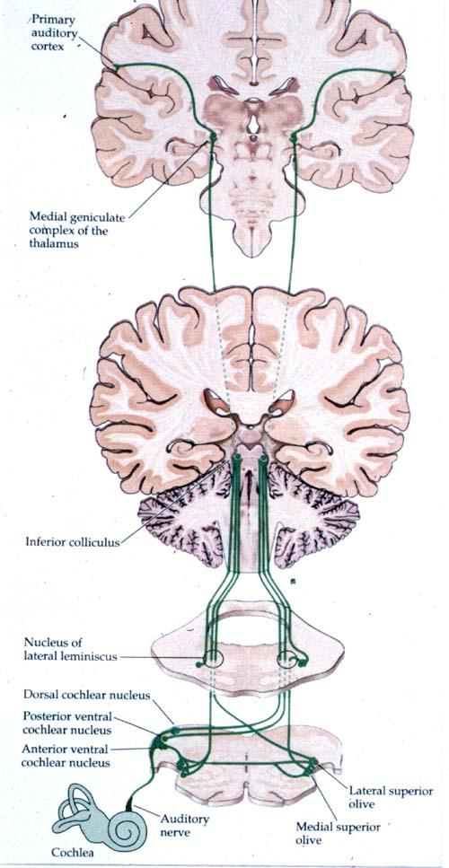 Connections in the CNS 3. Ventral cochlear nucleus projects bilaterally to the superior olivary complex and to the contralateral inferior collicuius.