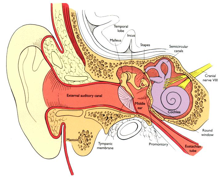 CATEGORIES OF HEARING LOSS Conductive Sound not conducted to the inner ear.