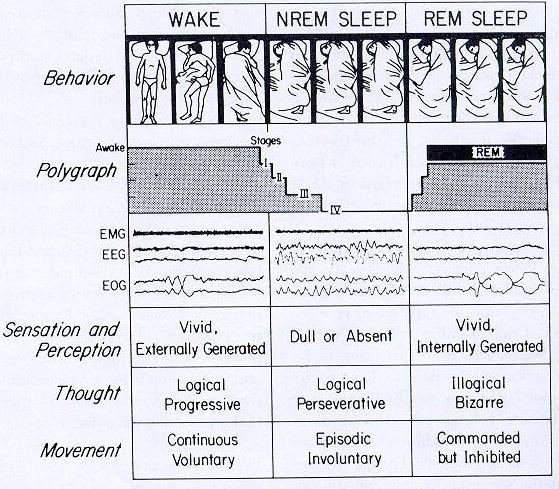 2,3,4) REM sleep (stage 1),