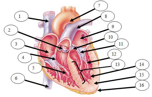 12. The carries blood from the right ventricle to the lungs. 13. The carries blood from the left ventricle to all parts of the body. 14. Which chamber has the thickest muscle? 15.