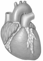 The Hearts Chambers Each side of the heart (left and right) has two chambers Atria Superior chambers at the base of the heart, receive blood from the body and from the lungs Ventricles Inferior