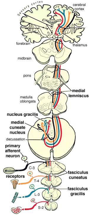 Posterior White Column-Medial Lemniscal Pathway Modality: Discriminative Touch Sensation (include Vibration) and Conscious Proprioception Receptor: Most receptors except free nerve endings Ist