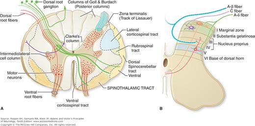 lateral spinothalamic tract Lamina 1+ 5: the spinothalamic tract ascend which transmit pain,