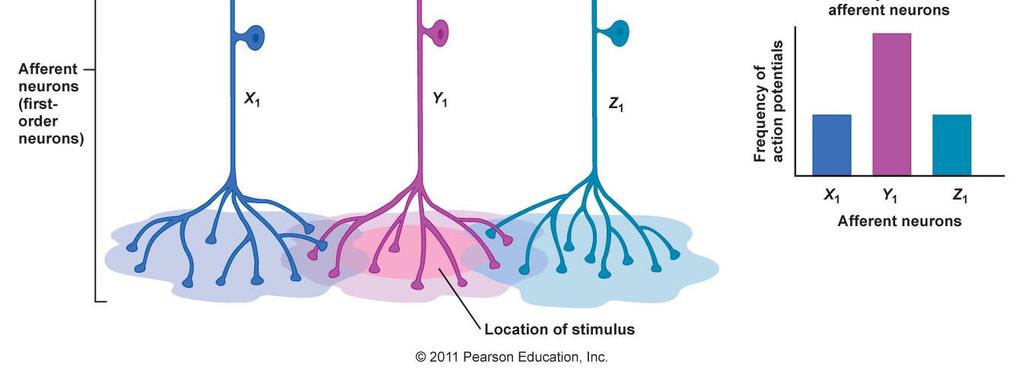 Lateral inhibition The receptor at the site of most intense stimulation is activated to the greatest extent.