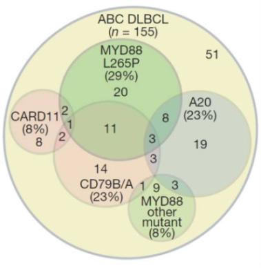CA-4948 is Active in DLBCL Potent anti-tumor activity in D88-altered DLBCL D88 alterations prevalent in 29% of ABC-DLBCL 1 Anti-tumor Activity in D88-altered DLBCL (OCI-Ly10) CA-4948 exhibits potent