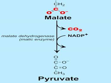 Phosphate Pathway o NADP- dependent