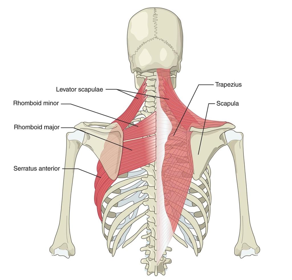 ANATOMY OF THE SCAPULA The Anatomy of the Scapula (also known as the shoulder blade) is a complex area of the body, as it articulates with the humerus and the gleno-humeral joint and the clavicle at