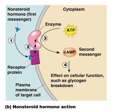 Nonsteroid Hormone Action PRESS TO PLAY
