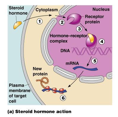 Steroid Hormone Action PRESS TO PLAY