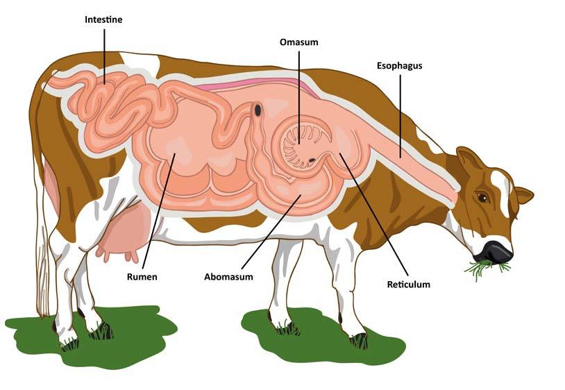 Principles of nutrition 1 TechNote 1 The digestion system and nutrient requirements IN THIS TECHNOTE 1.1 Functions of the ruminant digestive system 1.2 Requirements of the dairy cow 1.