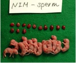 Recipient medium Cells used n Sperm El. Spermatid GL-PBS NIM GL-PBS NIM 4 2 1 4 No. pregnant 4 2 1 3 No. transferred (Total) 5 2 1 39 No.