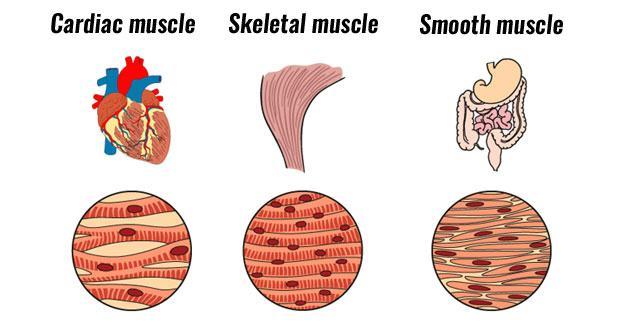 tissue, Cardiac muscle tissue smooth muscle