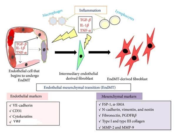 Endothelial-to-Mesenchymal transition (EndMT) EndMT is appeared to be an important orign of myofibroblast or