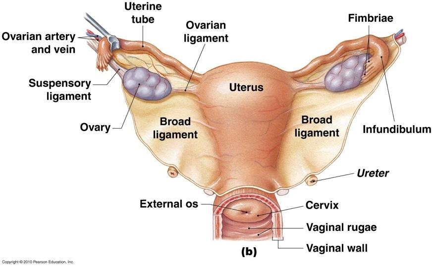 System Exocrine function Endocrine function Uterus