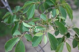 Toxicological Studies of the Aqueous Leaves Extracts of Combretum