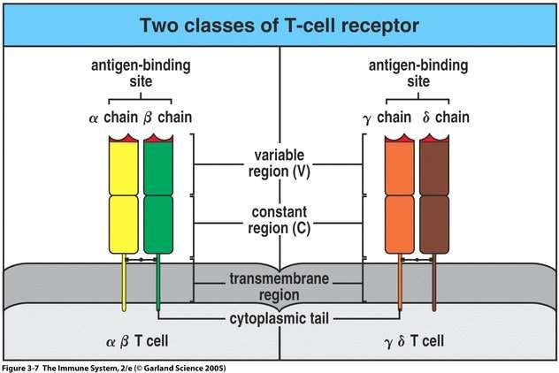 T cells differ in TCR heterodimer Nicholas