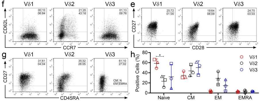 V subsets differ in surface phenotype Clin Cancer Res. 2014 Nov 15;20(22):5708-19.