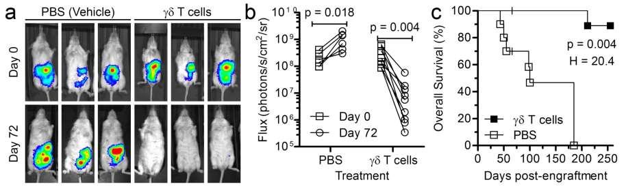 Polyclonal T cells eliminate tumors in vivo NSG mice (n=20) -8 0 +7 +14 +21 +28 +35 +42 +49 +56 +72 +265 Day CAOV3-ffLuc-mKate Polyclonal T cells BLI v Clin Cancer Res.
