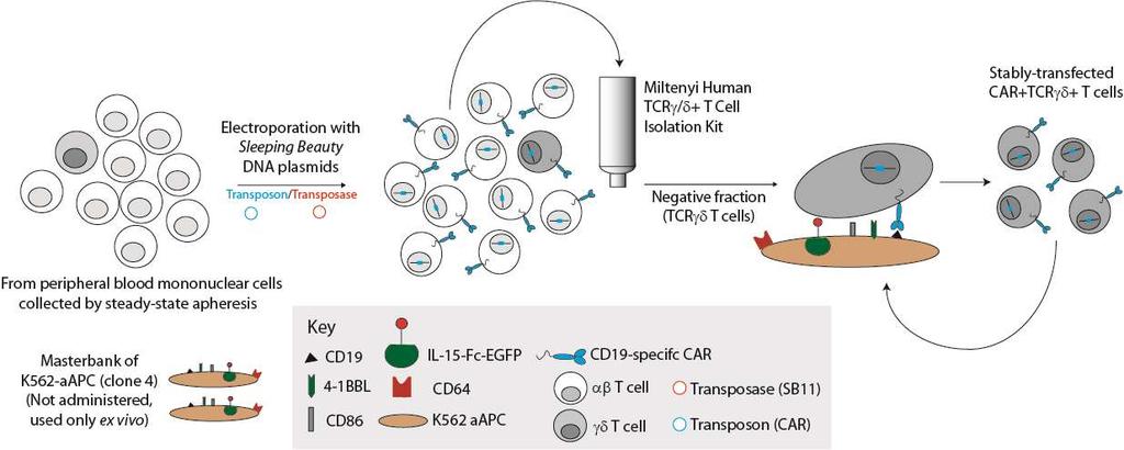 Bi-specific CAR + T cells