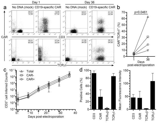 CAR + T cells Numerically Expand on activating and propagating cells (AaPC) Mol Ther.