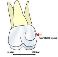 OpenStax-CNX module: m66077 10 3.2 Cusp Figure 9: Diagram of maxillary molar with cusp of Carabelli. More details 27. A cusp is an elevation on an occlusal surface of posterior teeth and canines.
