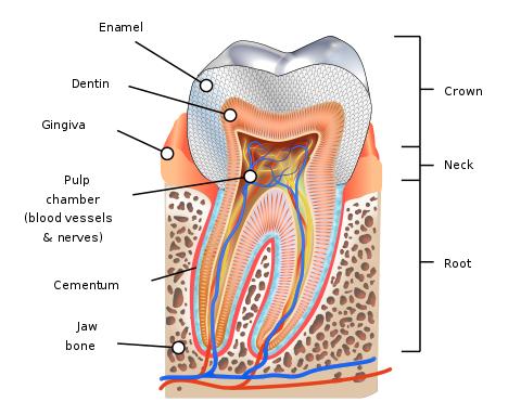 OpenStax-CNX module: m66077 17 5 Internal anatomy Under the cover of enamel, the bulk of the crown is composed of dentin, which surrounds and protects the pulp chamber of the tooth.