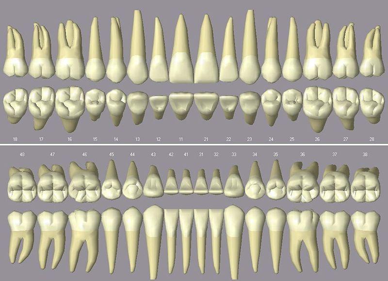 OpenStax-CNX module: m66077 2 1 Identication 1.1 Nomenclature Figure 1: The permanent dentition of humans. Top panel: maxillary teeth in buccal (top) or occlusal (bottom) view.