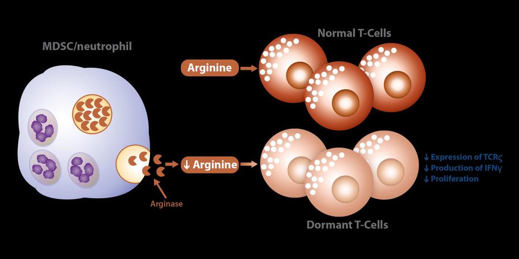T-Cells Deprived of Arginine are Dormant
