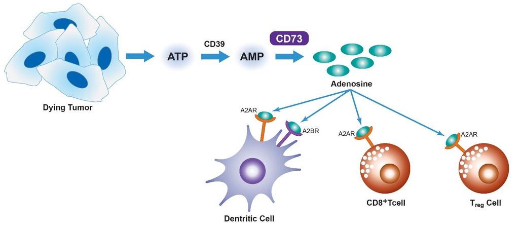 Adenosine is a Key Immunosuppressive Agent in Tumors Blockade of adenosine is expected to