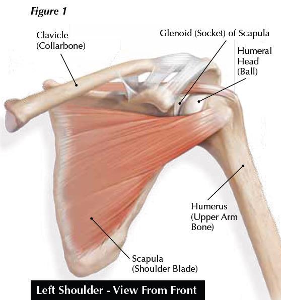 Numerous muscles, ligaments, and tendons surround the joint (Figure). The upper end of the arm bone (humerus) and the outside edge of the scapula bone (glenoid) form a ball-and-socket joint.