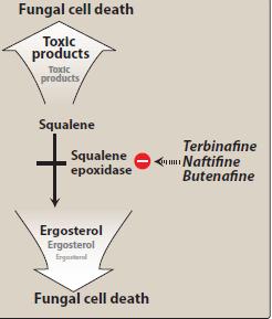 A. Squalene Epoxidase Inhibitors These agents act by inhibiting squalene epoxidase, thereby blocking the biosynthesis of ergosterol, an essential component of the fungal cell