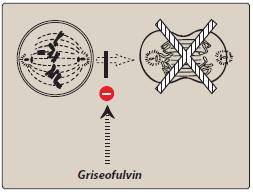 B. Griseofulvin Griseofulvin causes disruption of the mitotic spindle and inhibition of fungal mitosis.