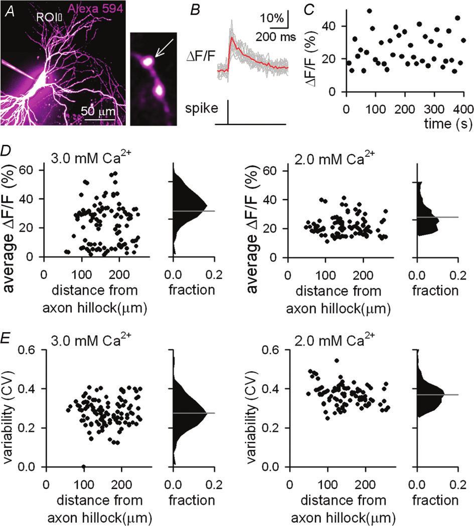 4876 T. Sasaki and others J Physiol 590.19 (n = 10 neurons). The average correlation coefficient was 0.03 ± 0.18 (Fig. 5E; n = 2452 pairs from 129 synaptic boutons of 10 neurons).